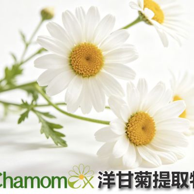 ChamomEX™洋甘菊提取物（德国春黄菊花提取物）